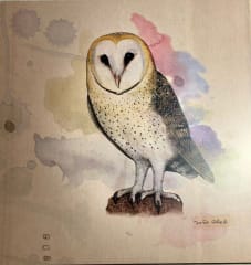 Niño Cohete Aves De Chile Vinilo