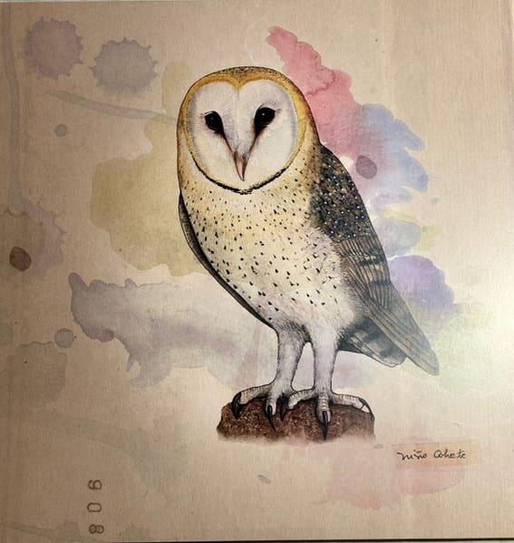 Niño Cohete Aves De Chile Vinilo2