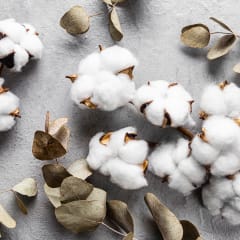 ¿Sabes lo que es el algodón pima y cuáles son sus beneficios?