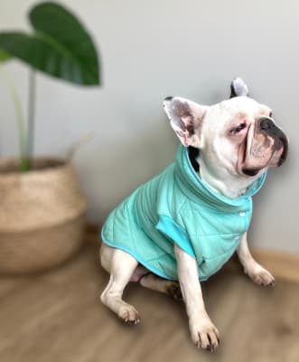 Outfit Dog Parka Menta M