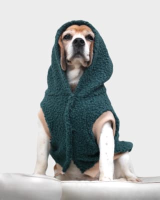 Outfit Dog Chiporro Turquesa S