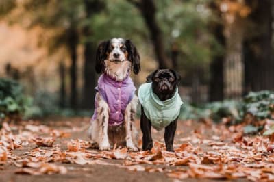 Outfit Dog Parka Rosada M1