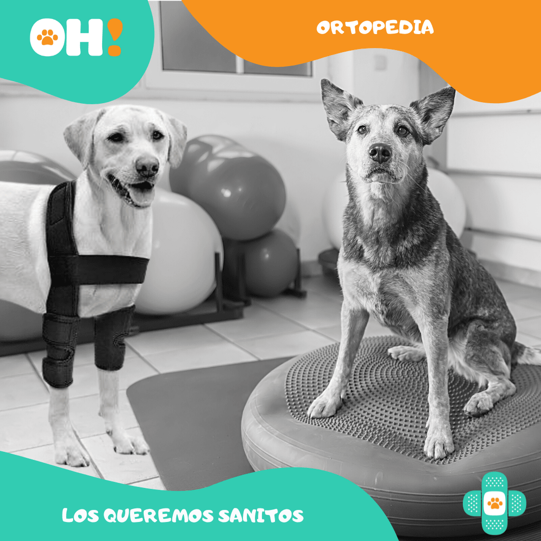 https:  ohpets.bsalemarket.comnecesidades especiales