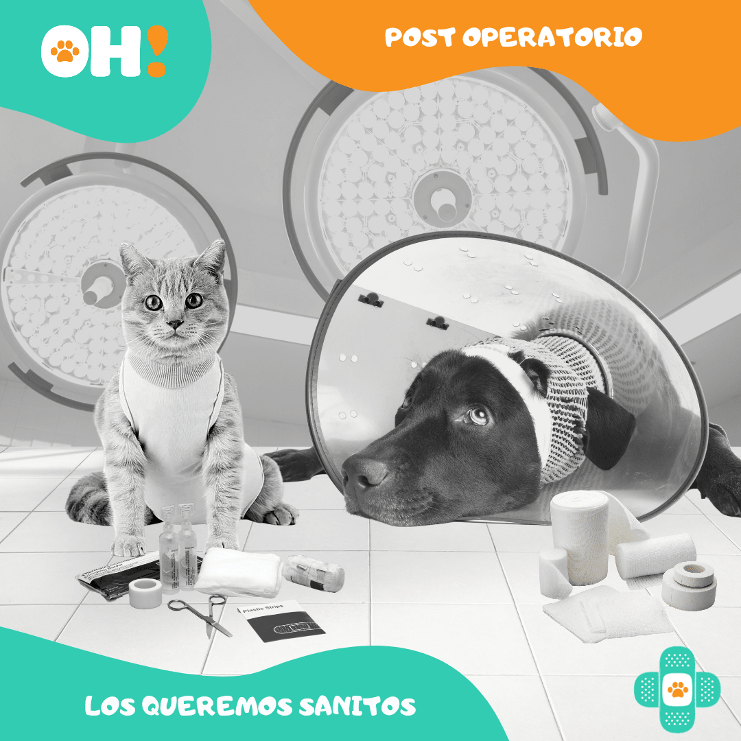 https:  ohpets.bsalemarket.compost operatorio