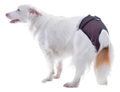 PAÑAL ABSORBENTE REUTILIZABLE PARA HEMBRAS O CALZON DE CELO