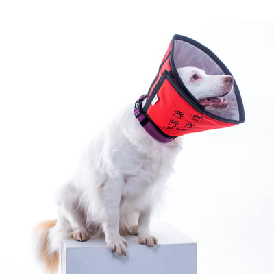 COLLAR CONFORT