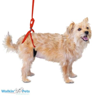 WALKIN UP-N-GO, CORREA DE SOPORTE TRASERA