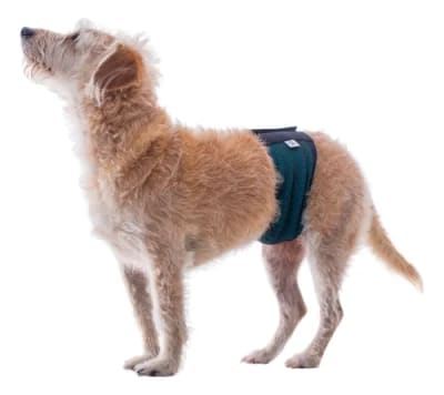 PAÑAL ABSORBENTE REUTILIZABLE PARA MACHOS