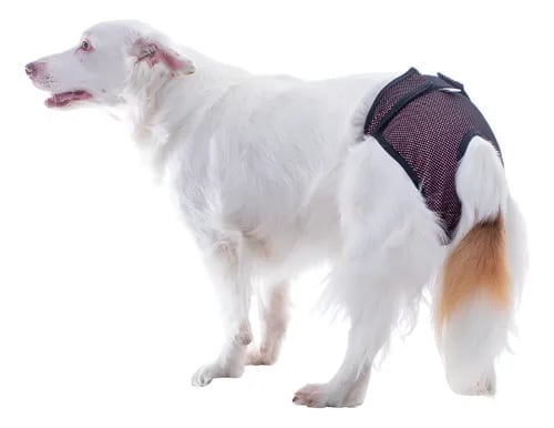 PAÑAL ABSORBENTE REUTILIZABLE PARA HEMBRAS O CALZON DE CELO1