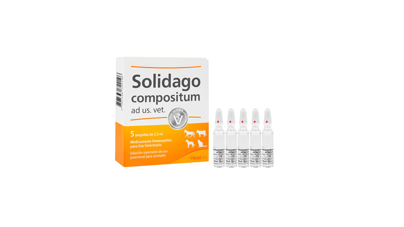 SOLIDAGO COMPOSITUM1