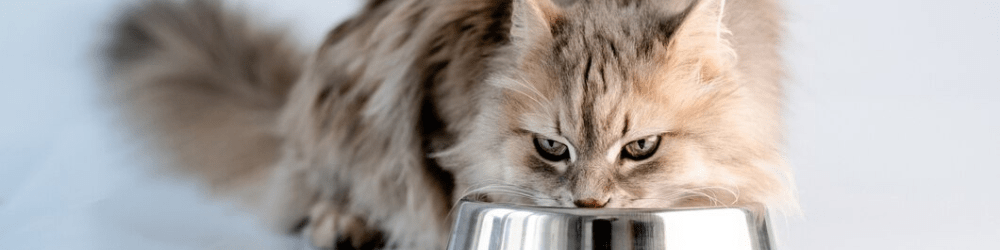 ALIMENTO GATO