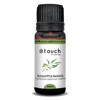 Eucalipto Radiata (11 ml)