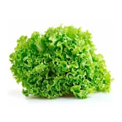 LECHUGA