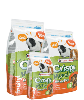 CRISPY MUESLI GUINEA PIGS1