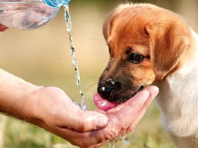 CONSEJOS PARA CUIDAR TUS MASCOTAS EN VERANO