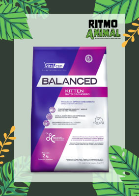 BALANCED GATO KITTEN