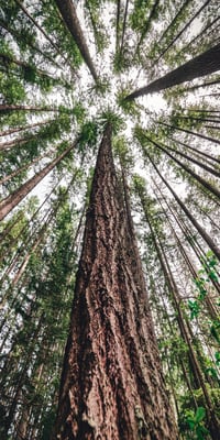 bosque 11