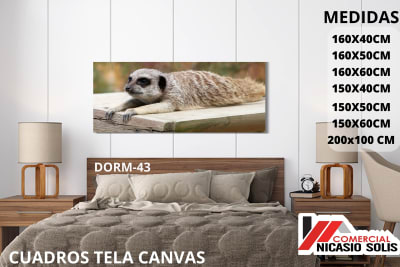 dorm-43 tela canvas