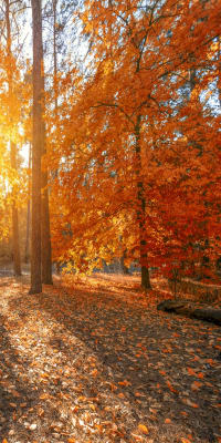 OTOÑO 2 DE 21