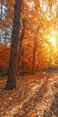 OTOÑO 1 DE 21