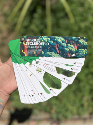 PANTONERA Bosque Esclerófilo