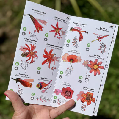 GUÍA DE BOLSILLO - Mariposa y Flores Silvestres