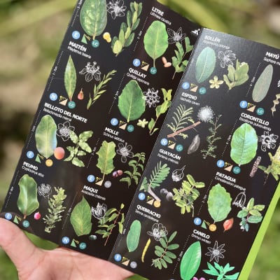 GUÍA DE BOLSILLO - Bosque Esclerófilo