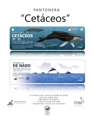 PANTONERA CETÁCEOS