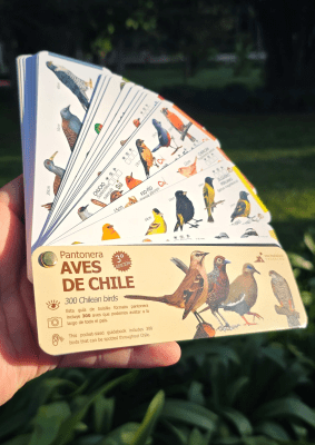 PANTONERA AVES DE CHILE4