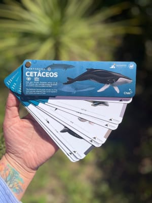 PANTONERA CETÁCEOS
