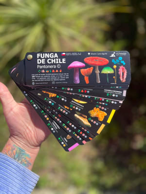 PANTONERA FUNGA DE CHILE