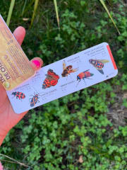 PANTONERA INSECTOS DE CHILE