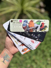 PANTONERA AVES DE CHILE