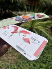 PANTONERA AVES DE CHILE