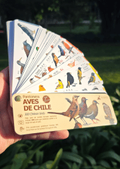 PANTONERA AVES DE CHILE