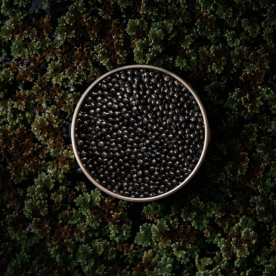 Caviar de Esturión Oscietra