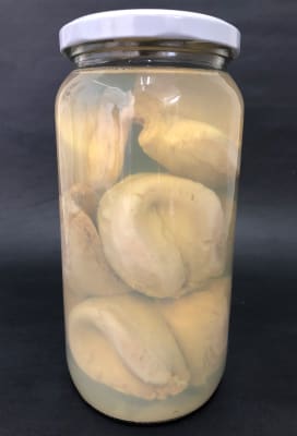 Loco en Conserva Frasco