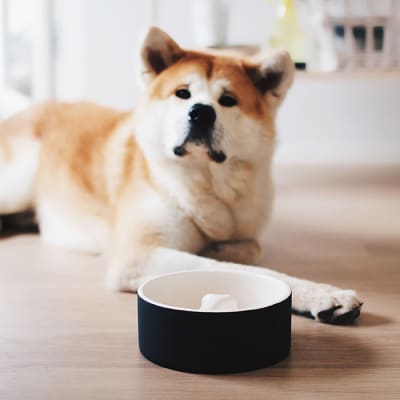 Plato para Comida de Mascotas - Grande Negro 