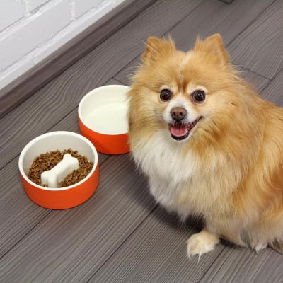 Plato para Agua de Mascotas - Grande Nanranja 