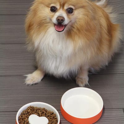 Plato para Agua de Mascotas - pequeño Naranja 