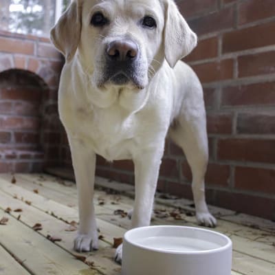 Plato para Agua de Mascotas - Grande Concreto 