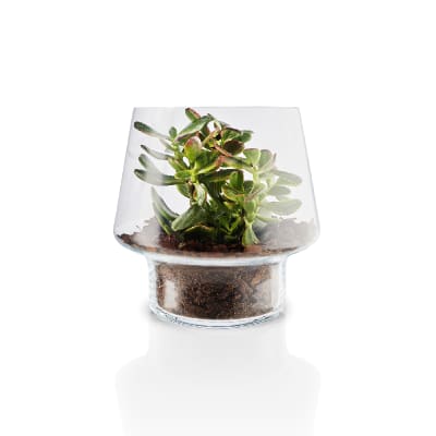 Macetero de Cristal para Suculenta Grande