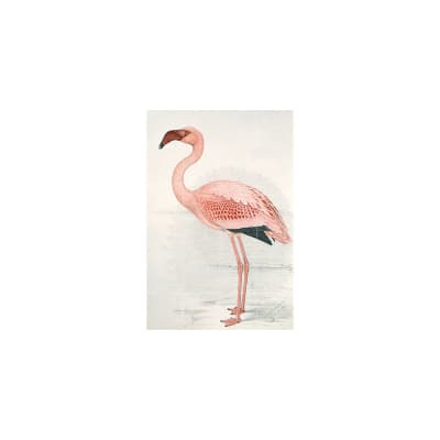 Mural IXXI Flamingo Finch Davies Small1