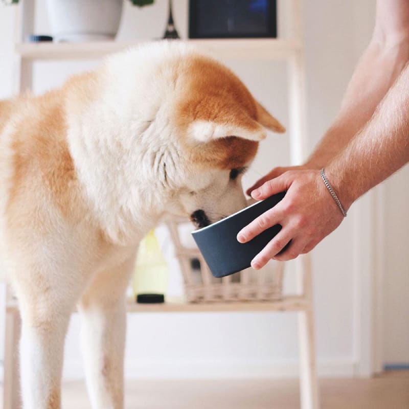 Plato para Agua de Mascotas - Grande Negro1
