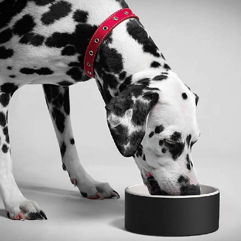 Plato para Agua de Mascotas - Grande Negro4