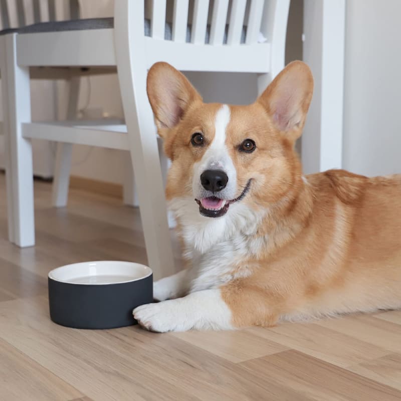 Plato para Agua de Mascotas - Mediano Negro3