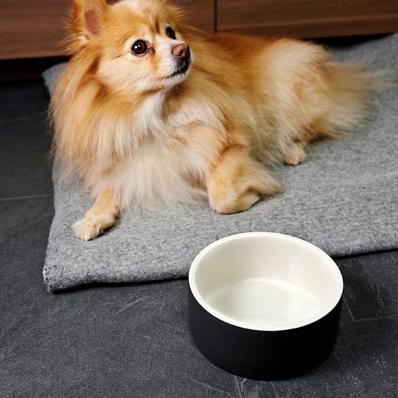 Plato para Agua de Mascotas - Mediano Negro1