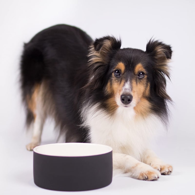 Plato para Agua de Mascotas - Mediano Negro2