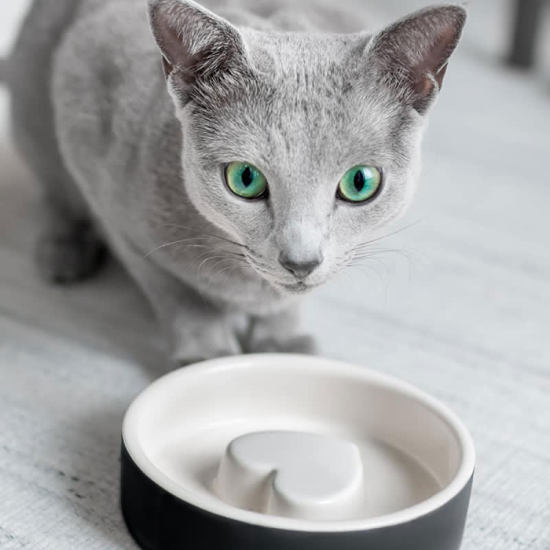 Plato para Comida de Mascotas - pequeño Negro 1