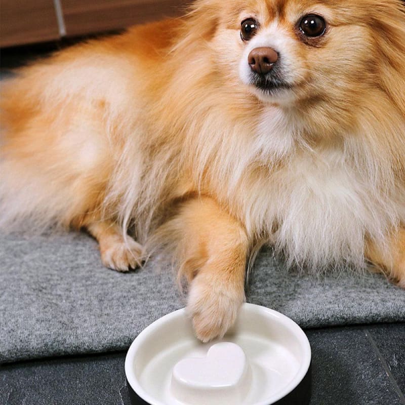 Plato para Comida de Mascotas - pequeño Negro 2